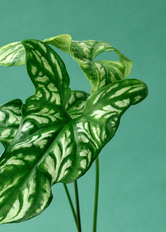 Cercestis Mirabilis L – Large, Approx. 75.0cm height – 17.0cm Pot Default Title 1