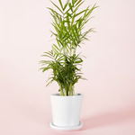 Chamaedorea elegans