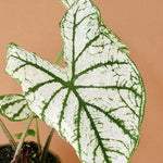 Heart-shaped Caladium White Christmas leaf featuring a large white center and deep green veining in a peach pot.