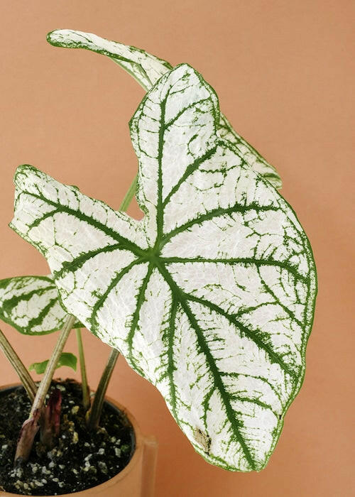 Heart-shaped Caladium White Christmas leaf featuring a large white center and deep green veining in a peach pot.