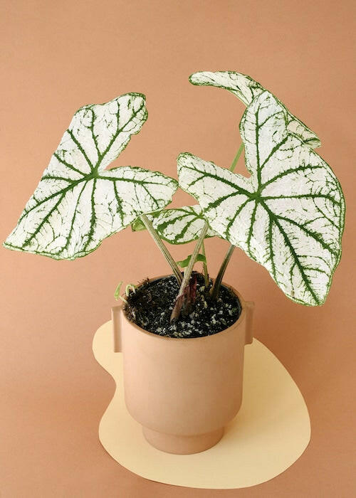 Full Caladium White Christmas houseplant with multiple white leaves displayed in a modern peach planter on a matching stand.