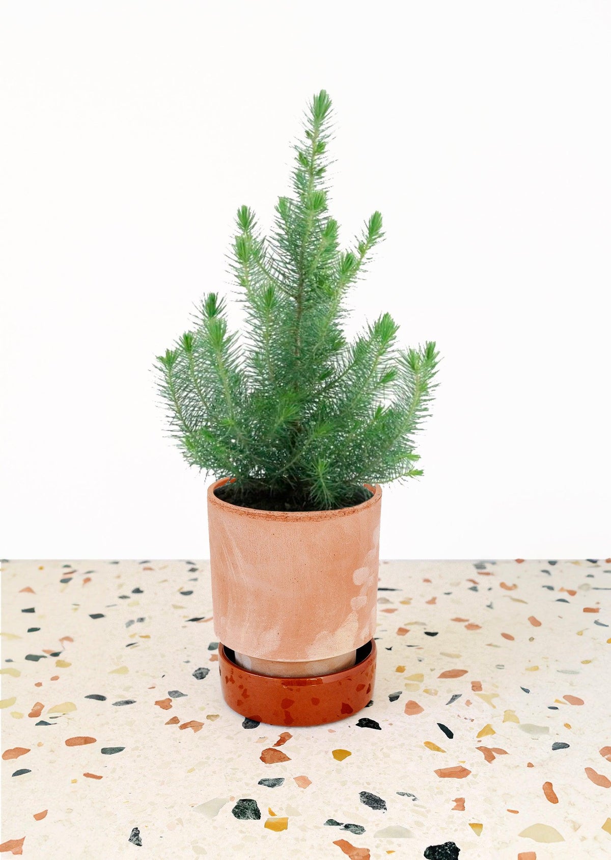 Potted plant on a terrazzo-patterned surface with a white background