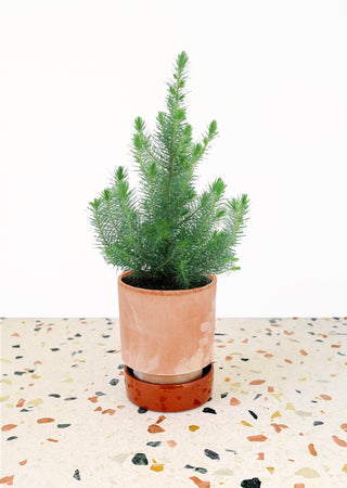 Potted plant on a terrazzo-patterned surface with a white background
