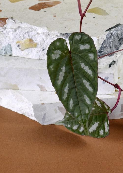 Cissus Discolor L – XL, Approx. 100.0cm height – 24.0cm Pot 3