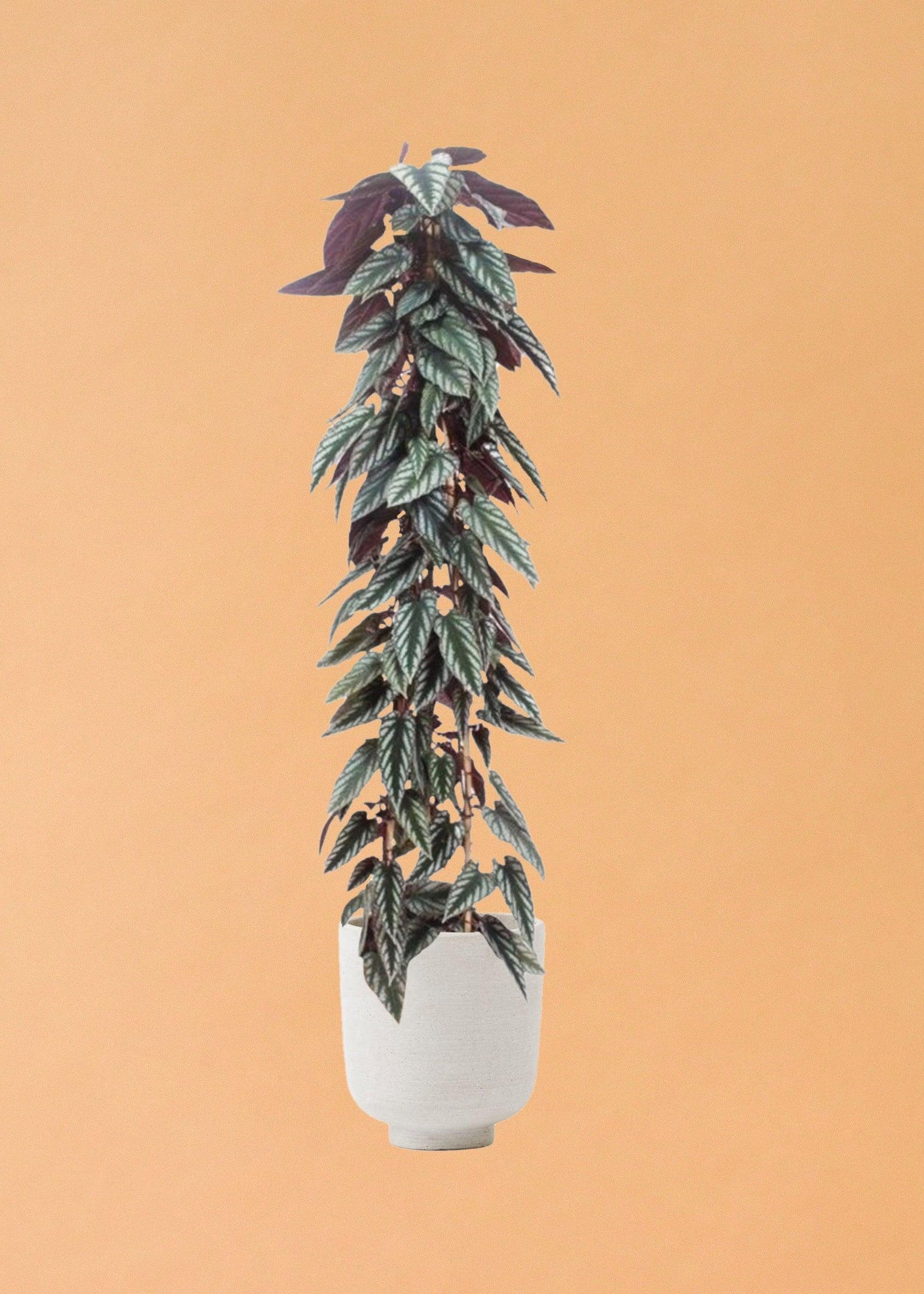 Cissus Discolor L – XL, Approx. 100.0cm height – 24.0cm Pot 2