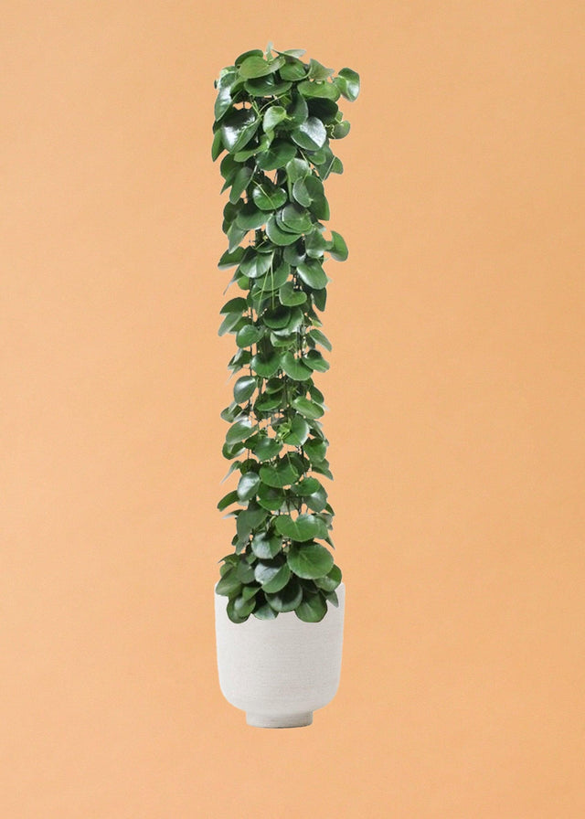 Cissus Rotundifolia XL – XL, Approx. 160.0cm height – 27.0cm Pot Default Title 1