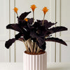 Potted plant with dark leaves and orange flowers on a white background