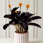 Potted plant with dark leaves and orange flowers on a white background
