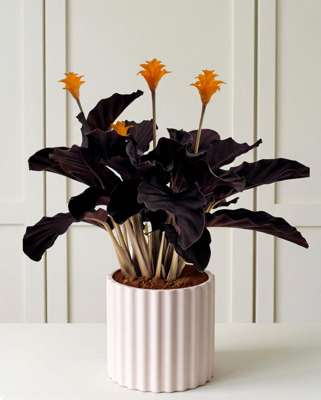 Potted plant with dark leaves and orange flowers on a white background