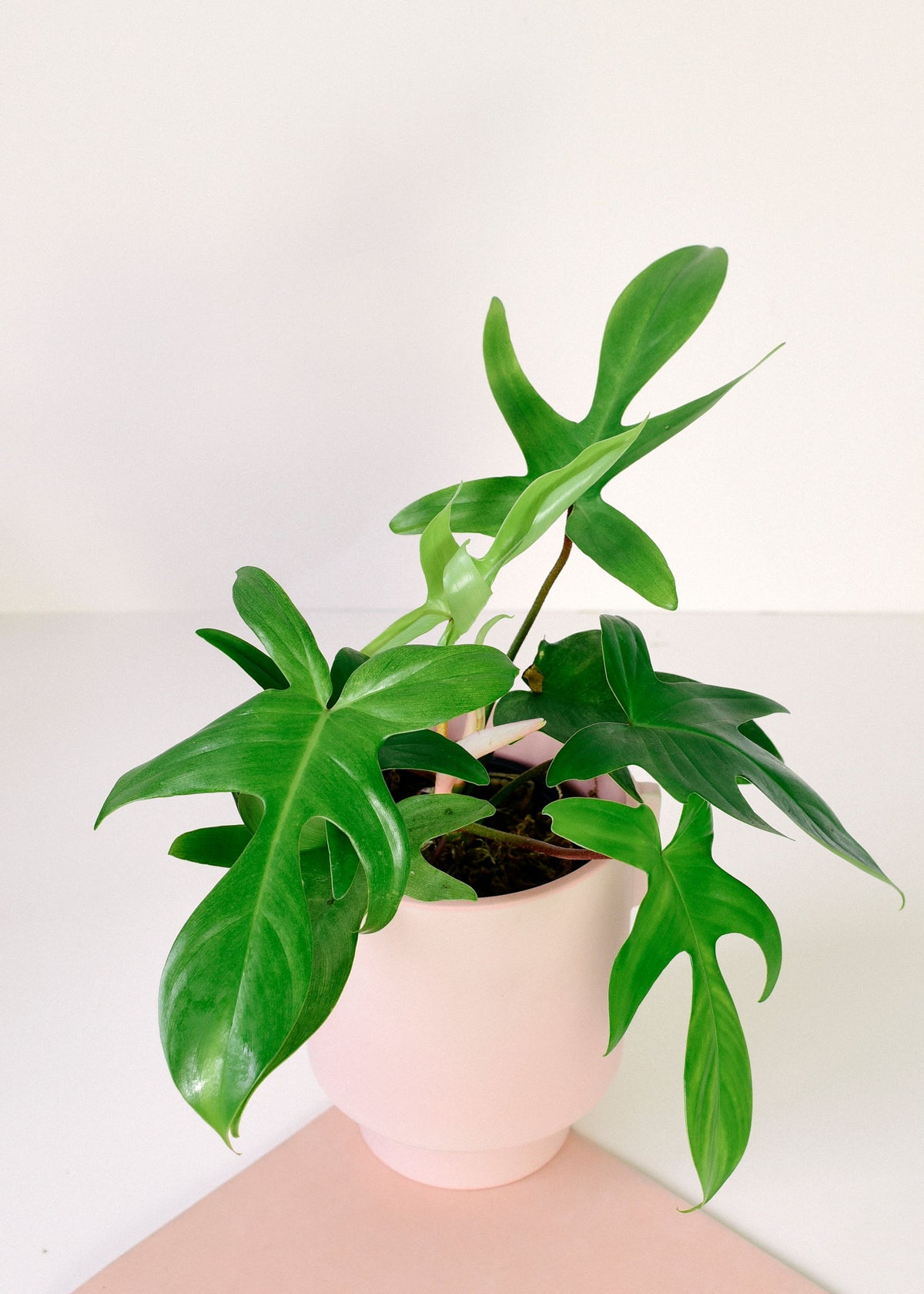 Philodendron 'Florida Ghost'