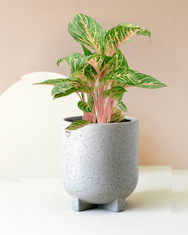 aglaonema coco melon