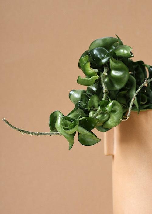 Healthy Hoya Carnosa Compacta Baby by Plant Circle. A perfect hoya carnosa compacta baby by plant circle for your indoor houseplant collection.