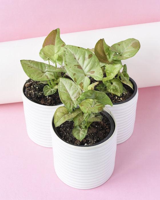 Syngonium Podophyllum Confetti M – Medium, Approx. 25.0cm height – 12.0cm Pot 5