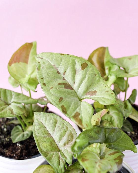 Syngonium Podophyllum Confetti M – Medium, Approx. 25.0cm height – 12.0cm Pot 4