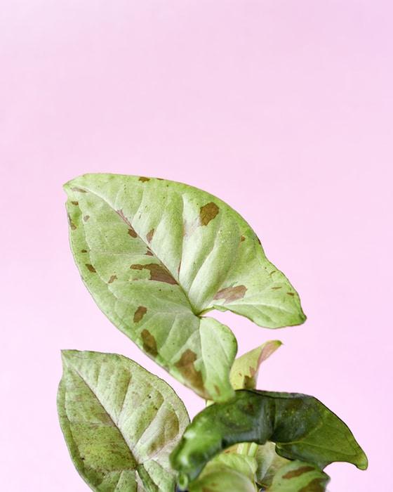 Syngonium Podophyllum Confetti M – Medium, Approx. 25.0cm height – 12.0cm Pot Default Title 1