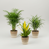 Three potted plants with woven pots on a white background