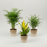 Three potted plants with woven pots on a white background