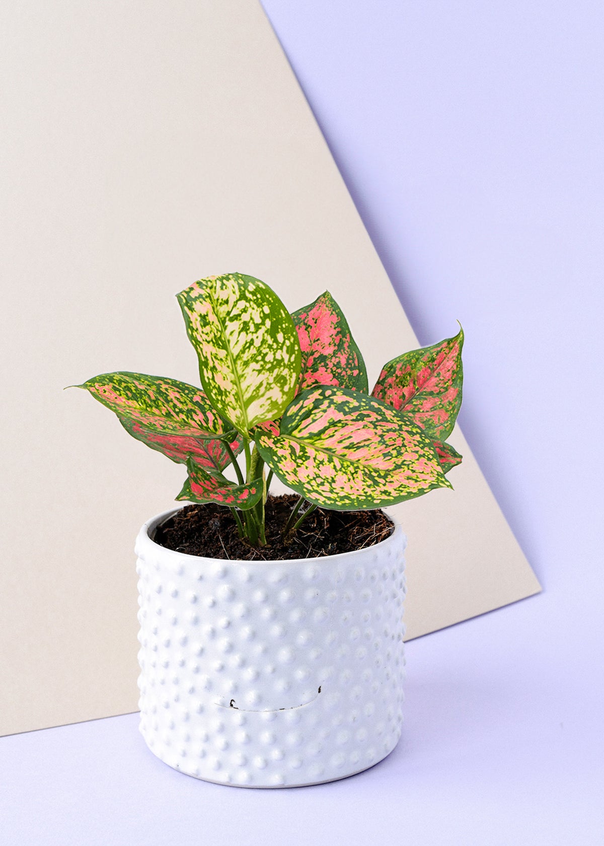 Aglaonema 'Crimson Love'