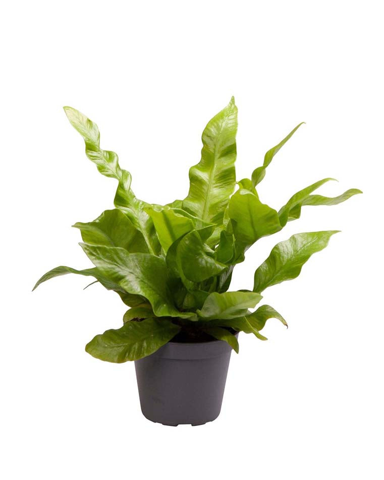 Healthy Asplenium nidus ‘Crispy Wave’ Baby in a nursery pot. A perfect small fern with bright green rippled leaves for your indoor plant collection