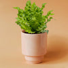 Healthy Asplenium nidus ‘Crispy Wave’ Medium in a pink ceramic pot. A perfect lush fern with rippled green leaves for your indoor houseplant collection
