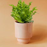 Healthy Asplenium nidus ‘Crispy Wave’ Medium in a pink ceramic pot. A perfect lush fern with rippled green leaves for your indoor houseplant collection