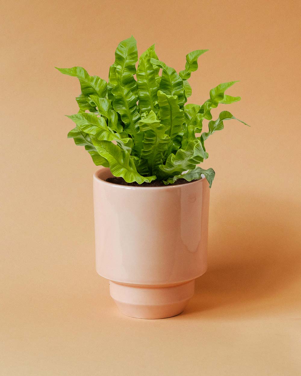 Healthy Asplenium nidus ‘Crispy Wave’ Medium in a pink ceramic pot. A perfect lush fern with rippled green leaves for your indoor houseplant collection