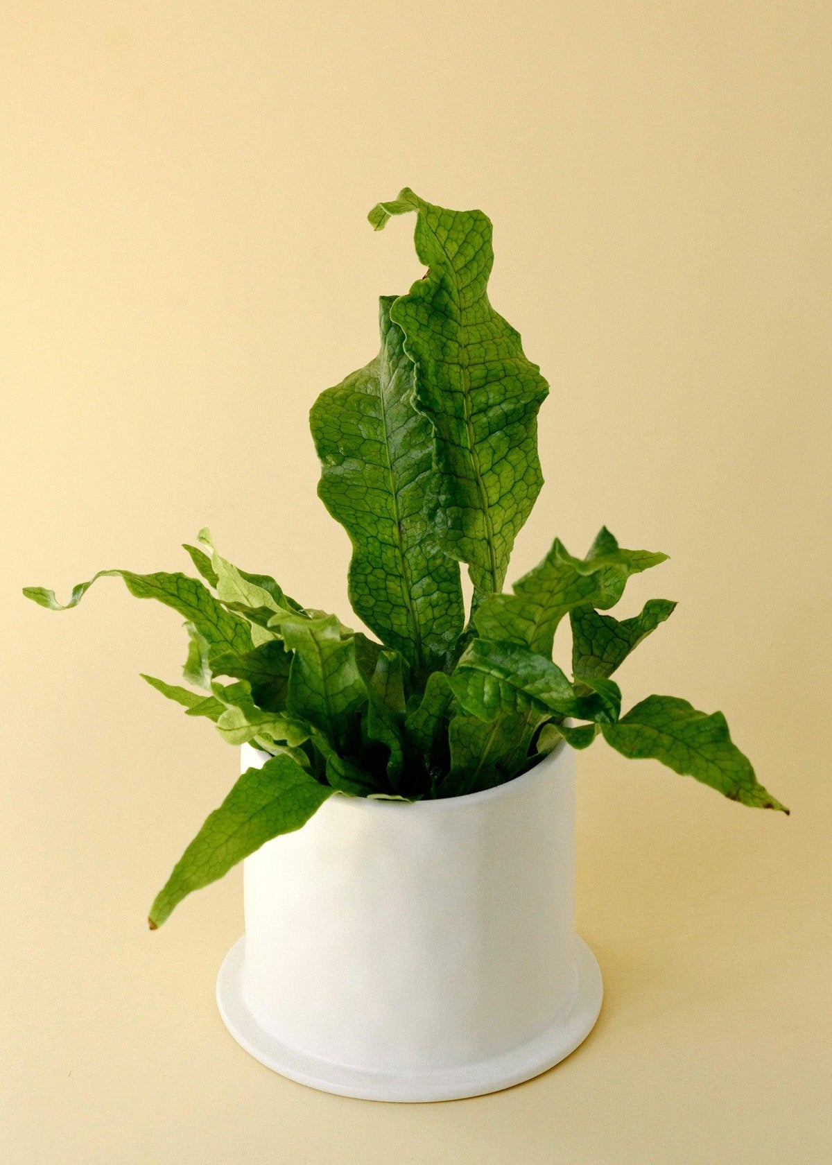 Healthy Microsorum musifolium 'Crocodyllus' (Crocodile Fern) by Plant Circle – Medium, Approx. 40.0cm height by Plant Circle – 12.0cm Pot. A perfect microsorum musifolium 'crocodyllus' (crocodile fern) by plant circle – medium, approx. 40.0cm height by plant circle – 12.0cm pot for your indoor houseplant collection.