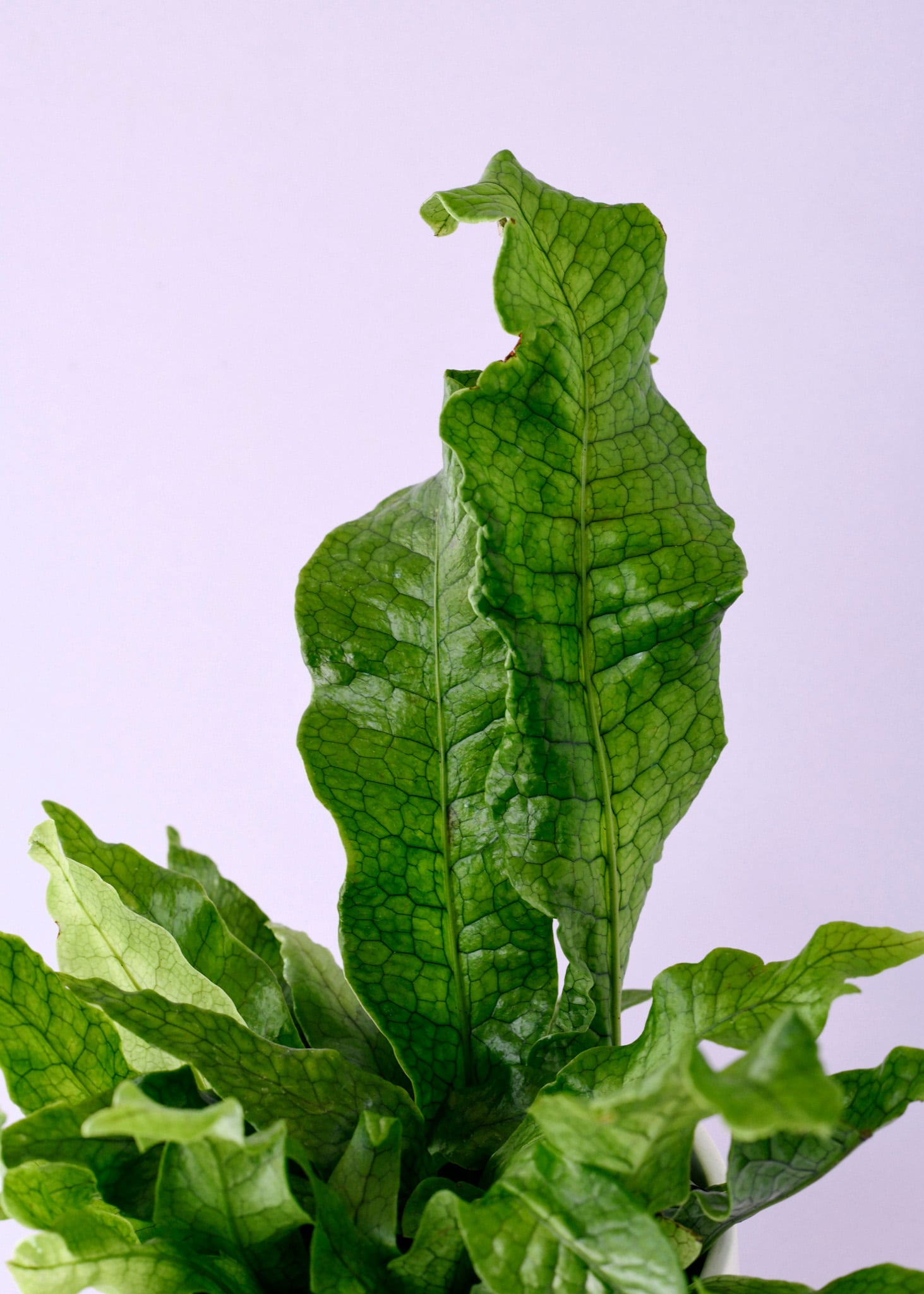 crocodile fern plant circle