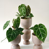 Three potted Anthurium Crystallinum Baby plants in beige pots on a white background