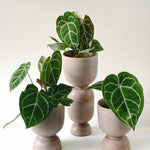Three potted Anthurium Crystallinum Baby plants in beige pots on a white background