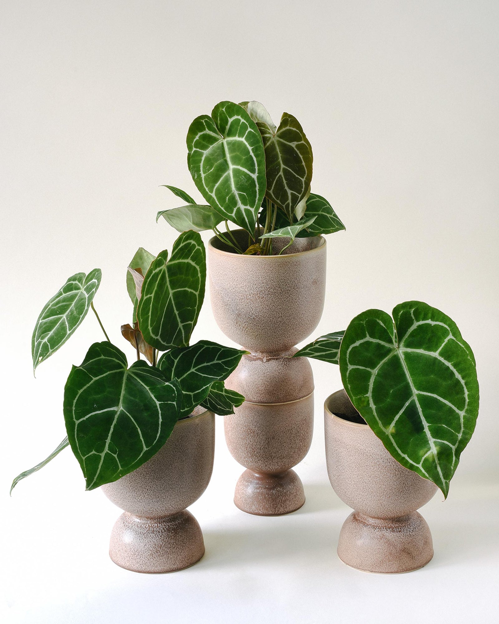 Three potted Anthurium Crystallinum Baby plants in beige pots on a white background