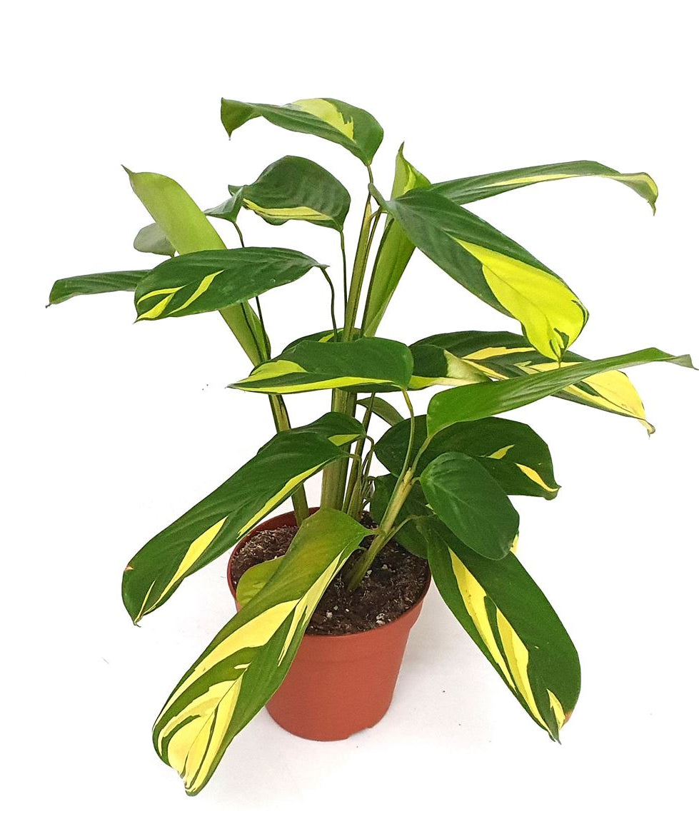 Ctenanthe lubbersiana 'Golden Mosaic' Medium -  Plant Circle.