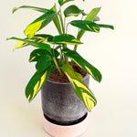 Ctenanthe lubbersiana 'Golden Mosaic' Medium -  Plant Circle.