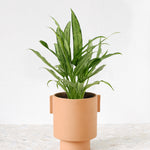 aglaonema cutlass
