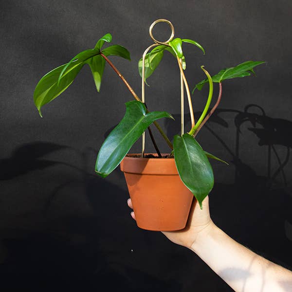 Mini Plant Stakes: Black -  Botanopia.