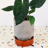Anthurium Dark Phoenix 