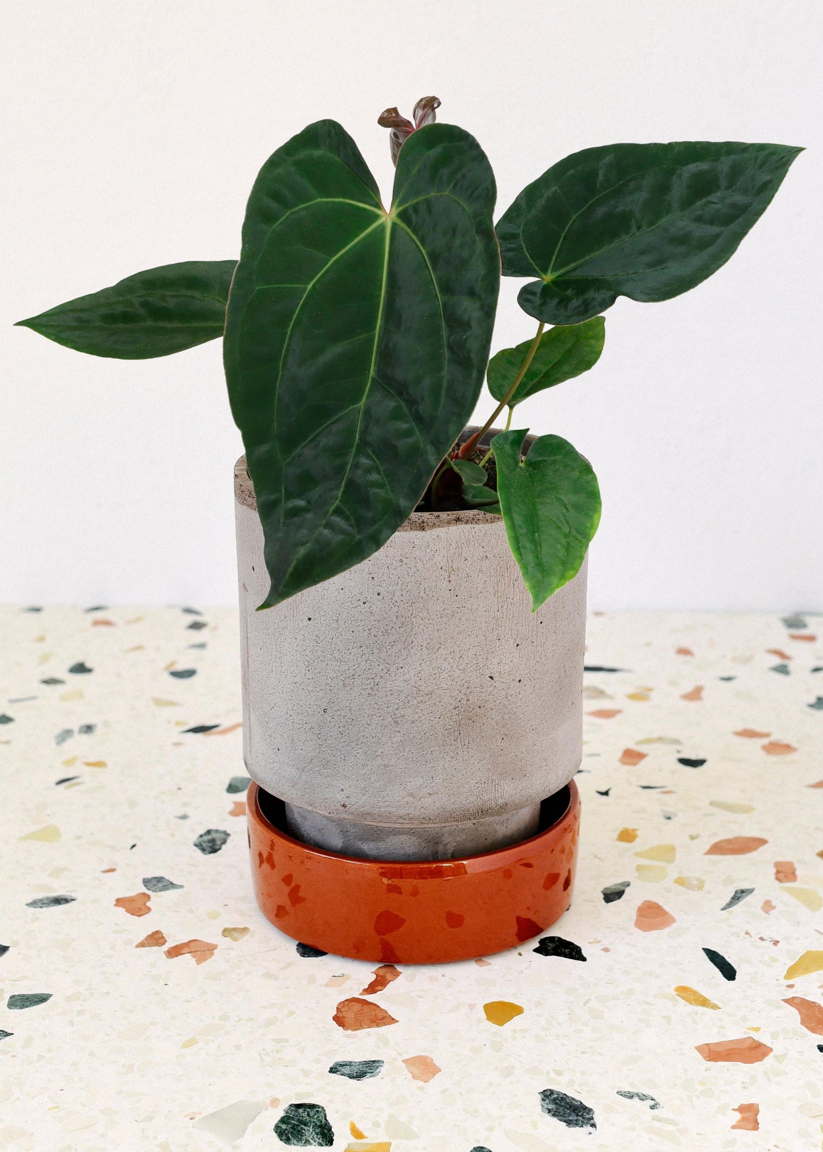 anthurium papillilaminum x dressleri Anthurium 'Dark Phoenix' (papillilaminum x dressleri) Medium