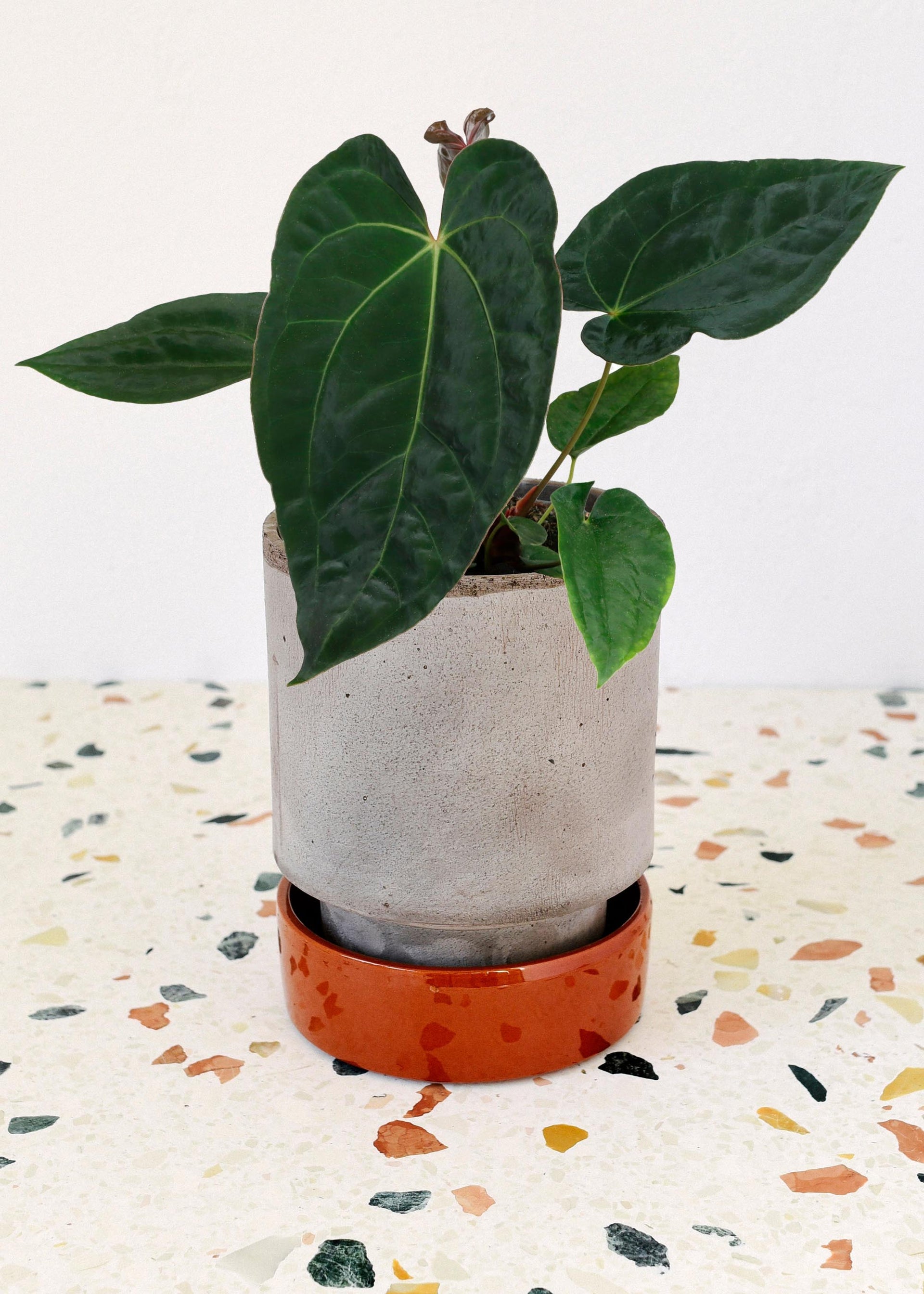 anthurium pyriforme Anthurium 'Dark Phoenix' (papillilaminum x dressleri) Medium