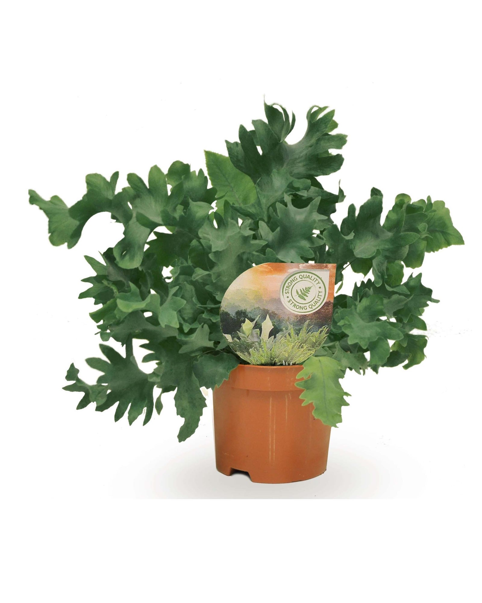 Medium Phlebodium aureum ‘Davana’ in nursery pot with dense, curly fronds and upright growth.
