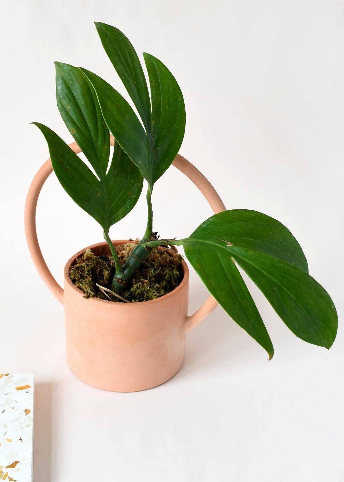 Rhaphidophora decursiva 'Dragon Tail' M -  Plant Circle.