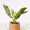 Dieffenbachia seguine 'Big Ben' Variegata Large