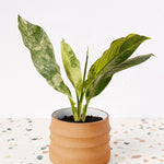 dieffenbachia big ben variegata Dieffenbachia seguine 'Big Ben' Variegata Large