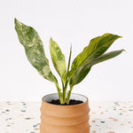 Dieffenbachia seguine 'Big Ben' Variegata Large