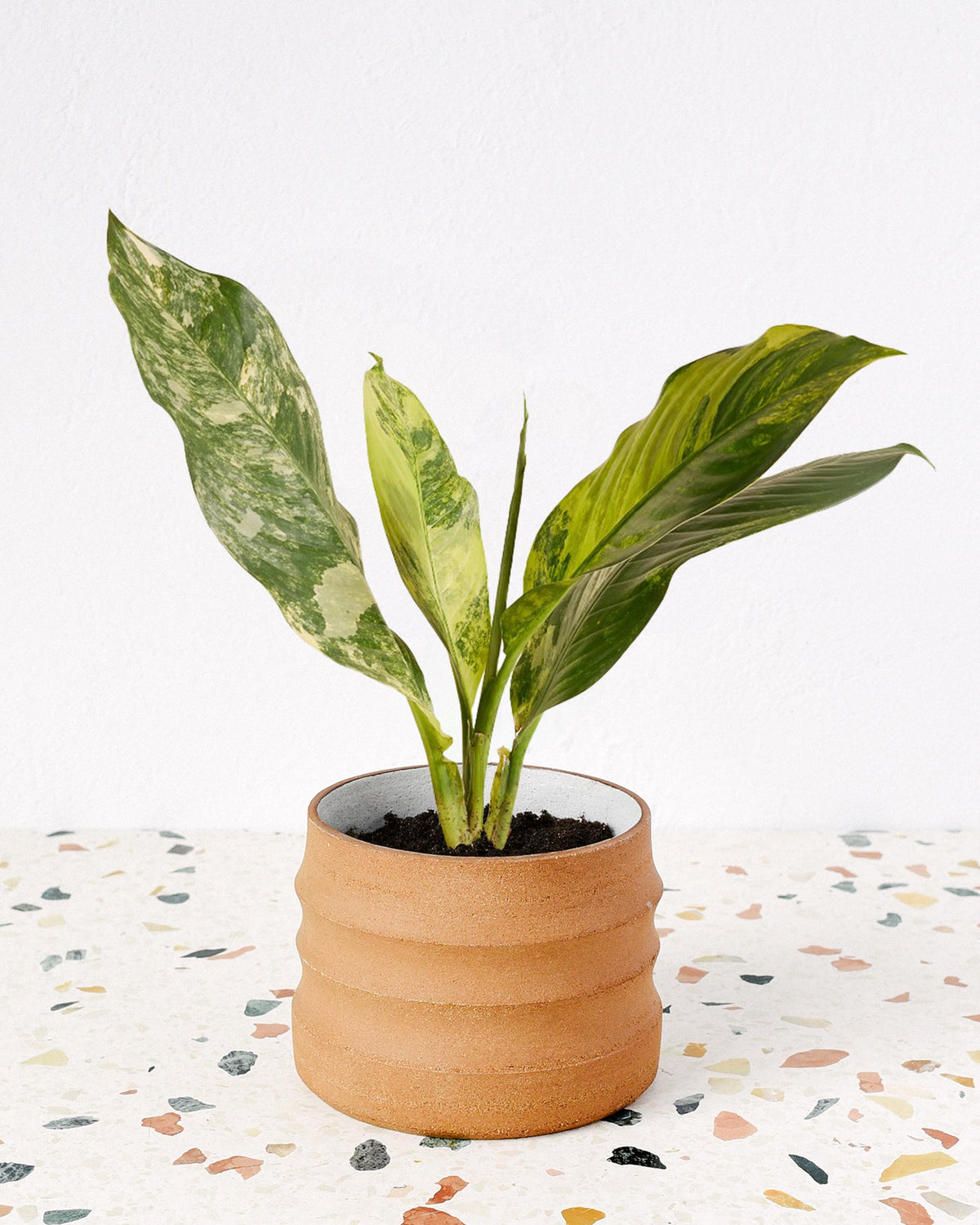large dieffenbachia seguine Dieffenbachia seguine 'Big Ben' Variegata Large