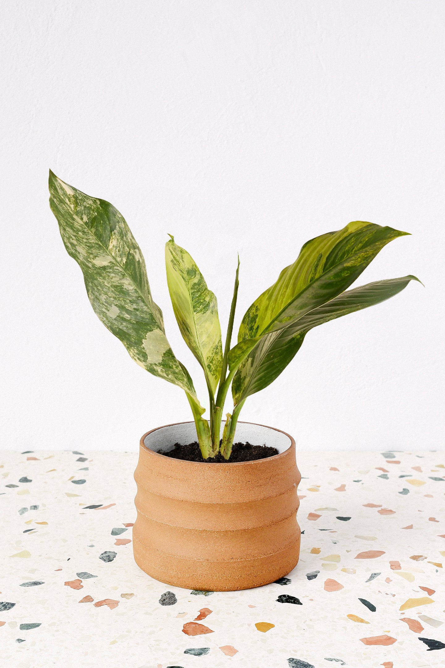 Dieffenbachia seguine 'Big Ben' Variegata Large