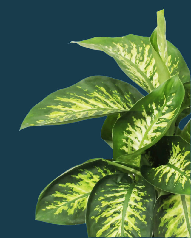 Dieffenbachia 'Reeva' XL