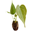 Anthurium Delta Force