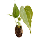 Anthurium Delta Force