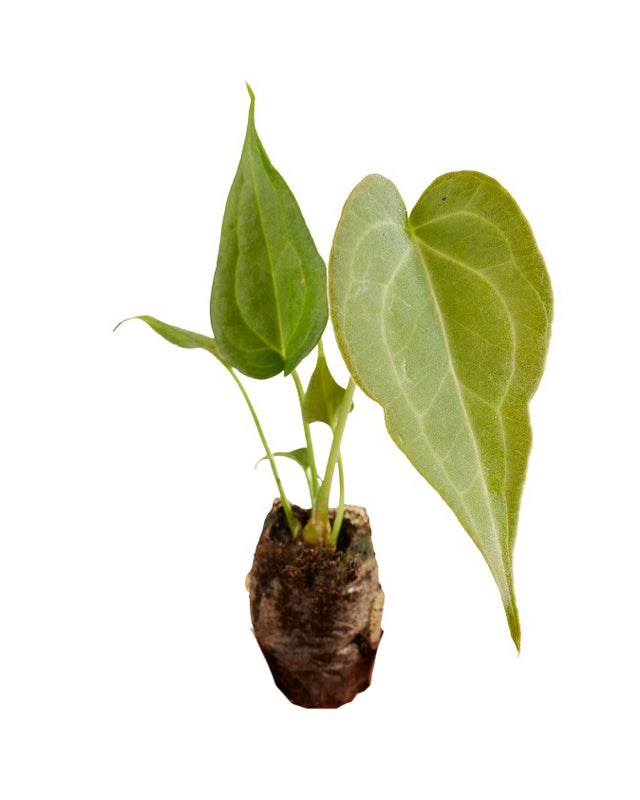 Anthurium Delta Force