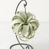 Air plant on a black metal stand against a white background
